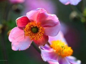Colourfull Flowers, Japanese anemone, Pink