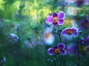 purple, Japanese anemone, Flowers