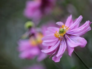 Colourfull Flowers, Japanese anemone, Violet