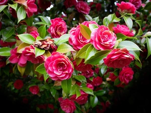 Leaf, Bush, Pink, Flowers, Camellia Japonica