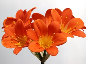 Kliwia, Orange, Colourfull Flowers