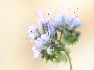 Lacy Phacelia, Colourfull Flowers