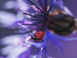 Colourfull Flowers, ladybird, Close, Chaber
