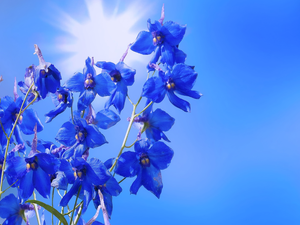 larkspur, blue, Colourfull Flowers