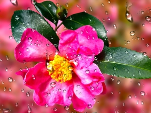 Colourfull Flowers, Leaf, drops, camellia