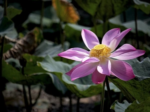 Colourfull Flowers, Leaf, rapprochement, lotus