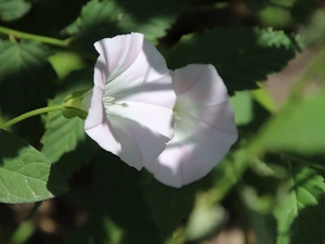 leaves, Field Bindweed, Flowers