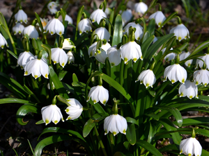 Flowers, Leucojum