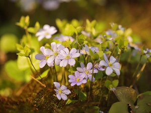 lilac, Liverworts, cluster, Flowers