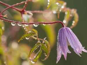 Leaf, drops, Colourfull Flowers, bell, lilac