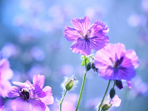 Flowers, geranium, lilac