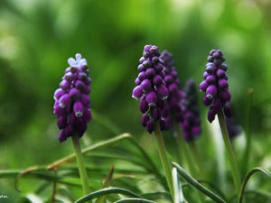 Flowers, Muscari, lilac