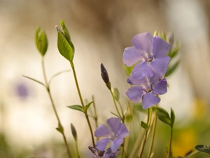 Flowers, myrtle, lilac