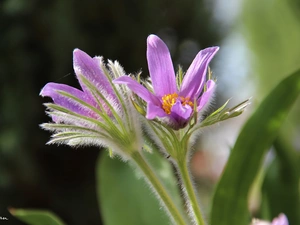 Flowers, pasque, lilac