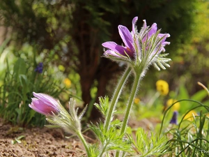 Flowers, pasque, lilac