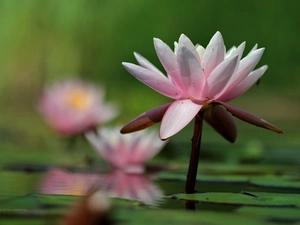 lilies, Nenufary, Flowers, water