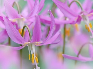 Mahogany Fawn Lily, Pink, fuzzy, background, rods, Flowers