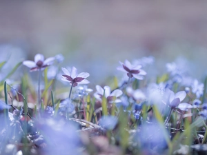 Flowers, Blue, Liverworts