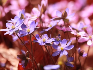 Flowers, lilac, Liverworts