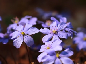 Flowers, lilac, Liverworts