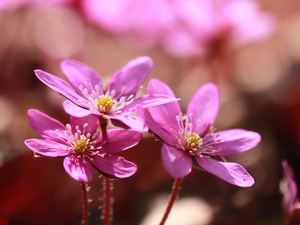 Flowers, Pink, Liverworts