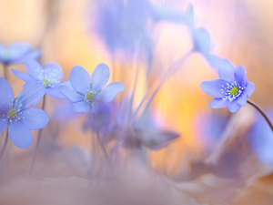 Liverworts, Light Purple, Flowers