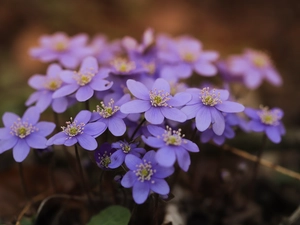 Flowers, purple, Liverworts