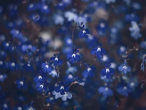 Flowers, lobelia