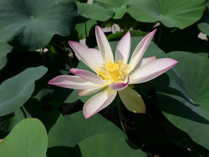 Colourfull Flowers, lotus, Leaf, bloom