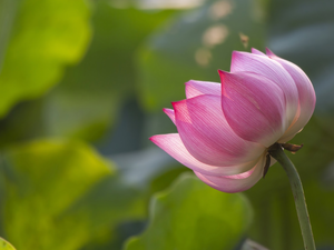 lotus, blooming, Colourfull Flowers
