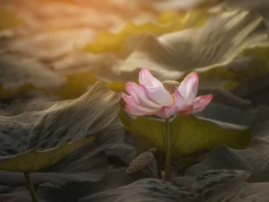 lotus, Leaf, Colourfull Flowers