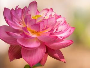 Colourfull Flowers, lotus, rapprochement, Pink