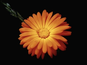 Marigold, Orange, Colourfull Flowers