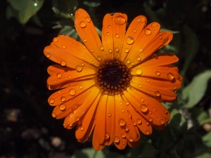 Colourfull Flowers, Marigold, drops, Orange