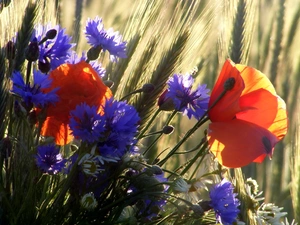 Meadow, cornflowers, papavers, Flowers