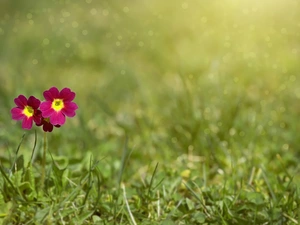 Colourfull Flowers, Meadow, grass, primrose