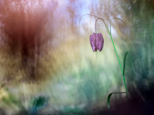 Colorful Background, Colourfull Flowers, Fritillaria meleagris