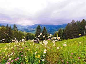 Mountains, Wildflowers, Flowers, woods