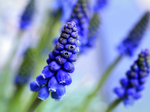 Muscari, blue, Colourfull Flowers