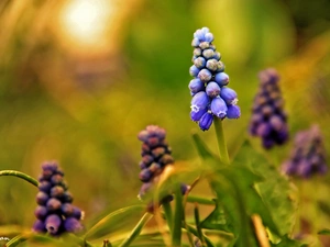 Muscari, Flowers