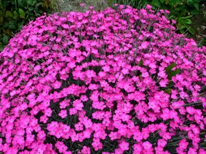 nature, Cloves, Pink, Flowers