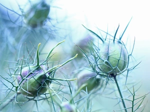 Nigella, Flowers