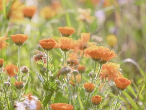 Meadow, blurry background, Flowers, Marigolds, Orange