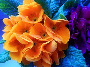 Flowers, primrose, Orange