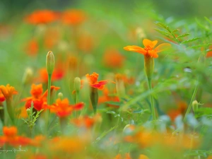 Flowers, Tagetes, Orange