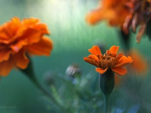 Flowers, Tagetes, Orange