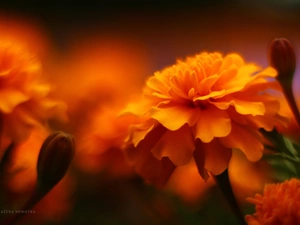 Flowers, Tagetes, Orange