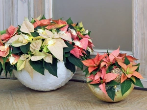 Flowers, pots, ornament