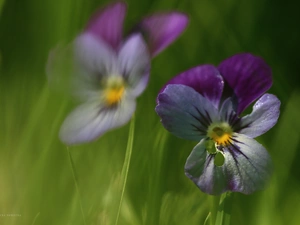 pansies, Flowers