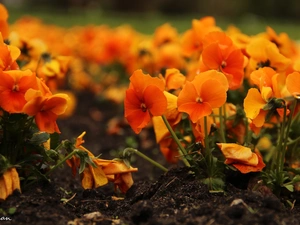 Flowers, Orange, pansies